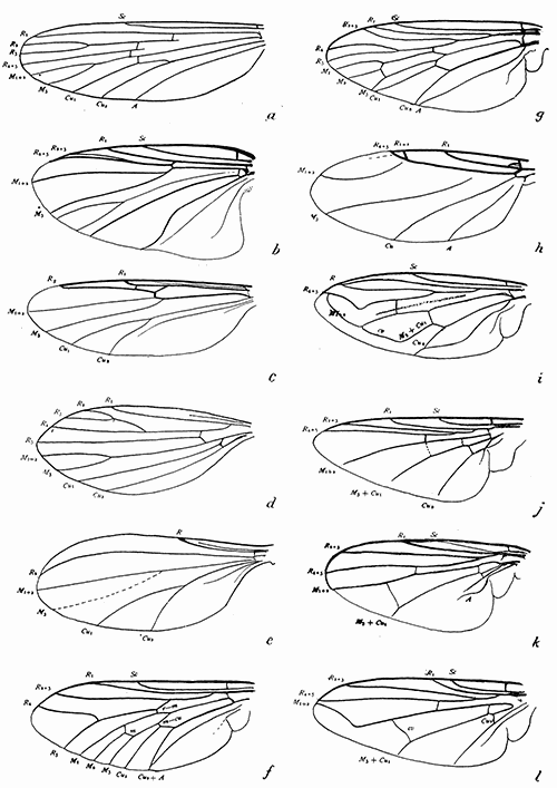 163. Wings of Diptera. (a) Anopheles; (b) Prosimulium; (c) Johannseniella; (d) Phlebotomus
(After Doerr and Russ); (e) Tersesthes (after Townsend); (f) Tabanus;
(g) Symphoromyia; (h) Aphioch�ta; (i) Eristalis; (j) Gastrophilus;
(k) Fannia; (l) Musca.