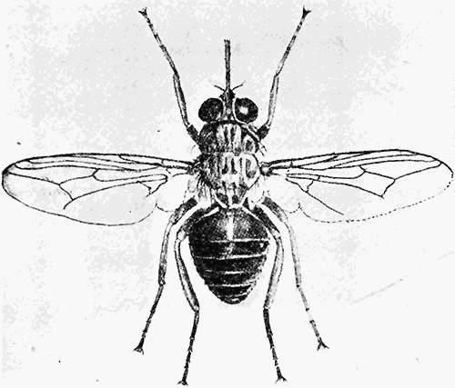 164. Glossina palpalis. (�4.) After Austen.