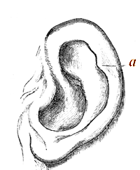 Human Ear, modelled
and drawn by Mr. Woolner.