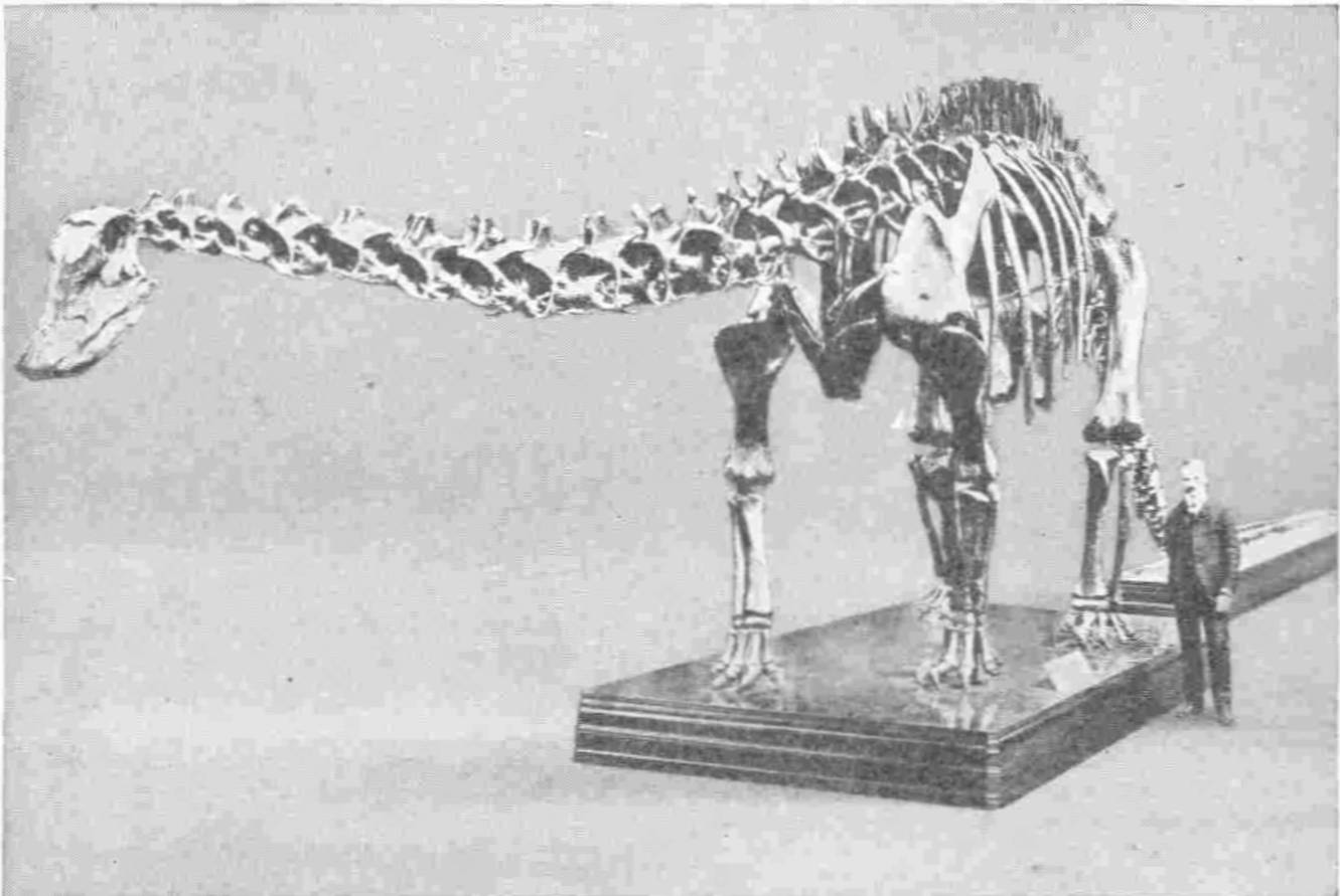 A BIG SWAMP-INHABITING DINOSAUR, THE DIPLODOCUS, OVER EIGHTY
 FEET FROM SNOUT TO TAIL-TIP
