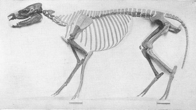 SKELETON OF PROTOHIPPUS VENTICOLUS&mdash;EARLY HORSE