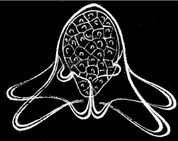 Fig. 12. Young
Arachnactis.