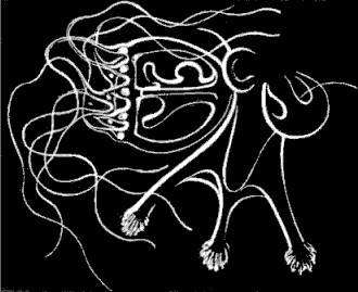 Fig. 106. Magnified proboscis of Dysmorphosa with young Medus&aelig; budding from it.