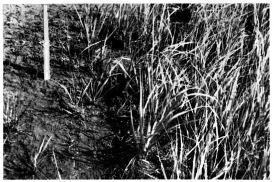 A close-up view of a segment of
the shoreline.