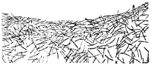 Illustration: Part of an oscular collar of Spongilla lacustris
subsp. reticulata, showing arrangement of microscleres in the derma
(magnified).