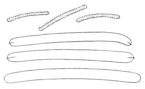 Illustration: Fig. 16.&mdash;Spicules of
Spongilla crassissima var. crassior (from type specimen), � 240.