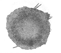 Illustration: Fig. 18.&mdash;Gemmule of
Spongilla bombayensis as seen from above (from type specimen),
magnified.