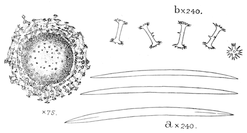 Illustration: Fig. 21.&mdash;Gemmule and
spicules of Ephydatia meyeni (from Calcutta). a, Skeleton-spicules; b,
gemmule-spicules.