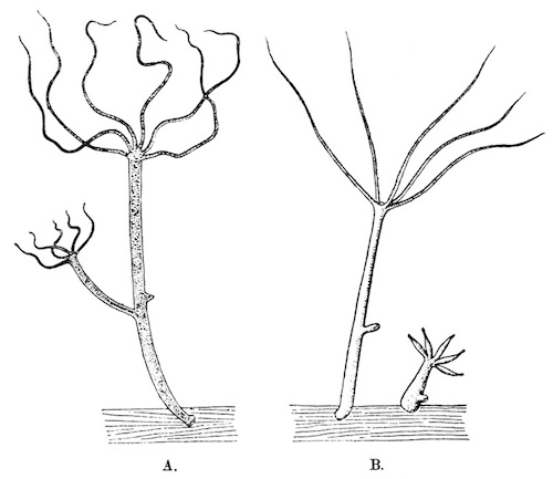 Illustration: Fig. 29.&mdash;Hydra
vulgaris, from Calcutta (phase orientalis)