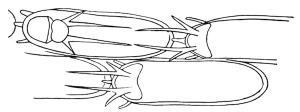 Illustration: Fig. 33.&mdash;Outline of
four zo&oelig;cia of Membranipora bengalensis, Stoliczka (from type
specimen, after Thornely). In the left upper zo&oelig;cium the lip is
shown open.