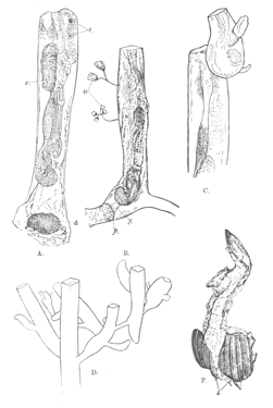 Illustration: Fig. 37.&mdash;Victorella
bengalensis (type specimens).