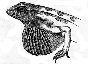 Fig. 33. Sitana minor. Male, with the gular
pouch expanded (from G&uuml;nther’s ‘Reptiles
of India’).