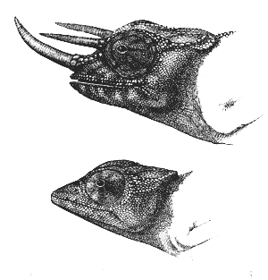Fig. 36. Cham&aelig;leon Owenii. Upper figure, male;
lower figure, female.