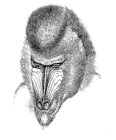 Fig. 67. Head of male Mandrill (from Gervais, ‘Hist. Nat des Mammif&egrave;res’).