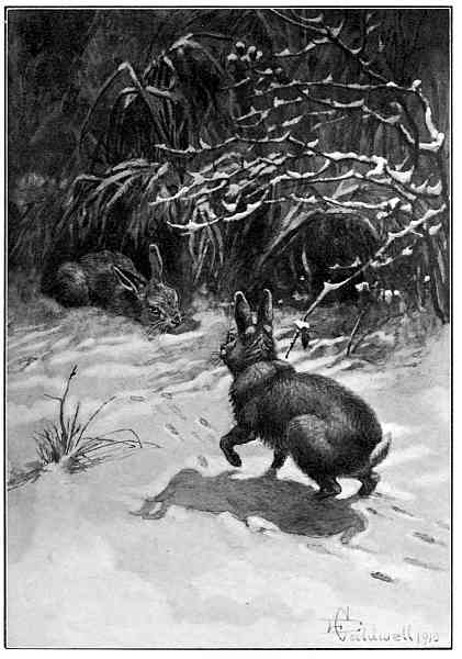 FLUFF-BUTTON WAS SEATED ON THE OTHER BANK
TAKING A TONIC