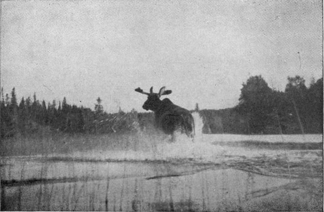 BULL MOOSE IN BLACK POND.

(West Branch Waters.)

Photographed from Life.
