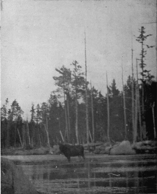 BULL MOOSE IN CARIBOU LAKE.

Photographed from Life.