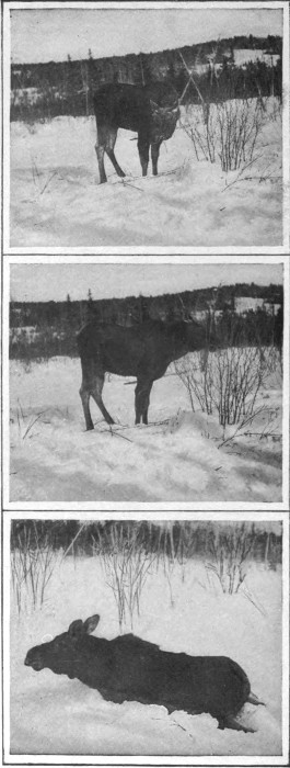 YOUNG BULL MOOSE CAUGHT IN DEEP SNOW.

(Northern Aroostook.)

Photographed from Life.