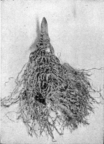 2.&mdash;A RETARDED "CROWN" OF THE LILY OF THE VALLEY BEFORE
BEING PLANTED IN THE FORCING-HOUSE.