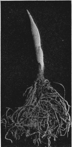 6.&mdash;EIGHTEEN DAYS' GROWTH. THE CREAMY-WHITE LEAVES BEGIN TO
SWELL.