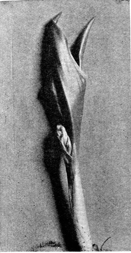 8.&mdash;TWENTY-EIGHT DAYS' GROWTH. THE FOLIAGE BEGINNING TO
UNFURL.