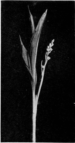 10.&mdash;THIRTY-SIX DAYS' GROWTH. THE FOLIAGE FULLY DEVELOPED
AND THE FLOWER-BUDS BEGINNING TO OPEN.