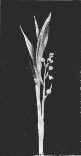 11.&mdash;THIRTY-EIGHT DAYS GROWTH. THE FLOWERS AND FOLIAGE READY
FOR MARKET.