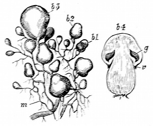 Fig. 25.

Early stages of the mushroom.
(After Sachs.)

m, Mycelium. b1-3, Mushroom buds of
different ages. b4, Button mushroom. g,
Gills forming inside before lower attachment
of the cap gives way at v.