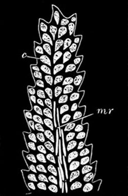 Fig. 33.

Moss-leaf magnified.
(From life.)

Showing the cells c,
each of which can take in
and work up its own food.
mr, Long cells of the mid-rib.