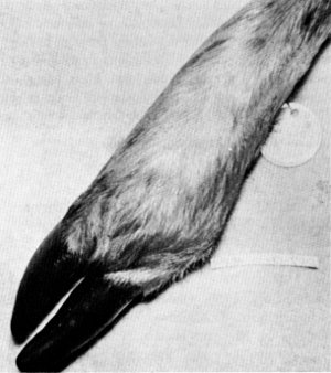 Figure 14.&mdash;Arthritis in right hind foot of specimen
M-28. (Photo courtesy of University of
Minnesota Veterinary Diagnostic Laboratory.)