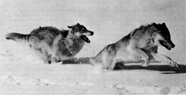 Figure 8.&mdash;Wolves run at a shallow angle, thus hindering them in deep snow.
(Photo courtesy of D. H. Pimlott.)