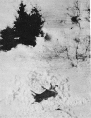 Figure 10.&mdash;During a period of especially deep
snow, wolves abandoned many kills before
pulling apart the skeletons. (Photo courtesy
of L. D. Mech.)