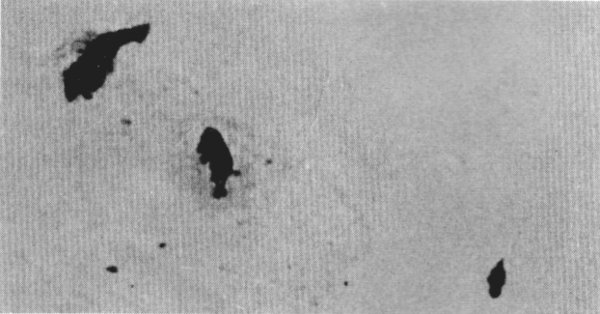 Figure 11.&mdash;On frozen lakes, wolves often seem
to have the advantage over deer, such as in
this case where the wolf (center) has just
killed a deer and is trying to discourage a raven
from joining him in the feed. (Photo courtesy
of L. D. Frenzel.)