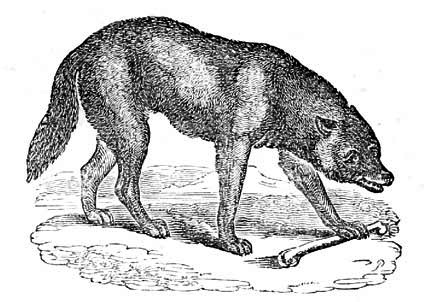 A
wolf
