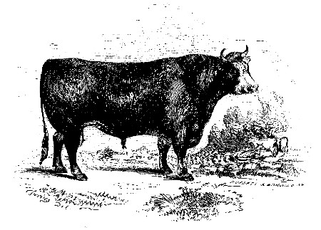 TROMP.

The best Hereford Bull, over Three Years Old: Owned by Allen Ayrault.