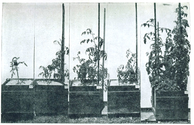 Figure 4.&mdash;How nitrate nitrogen affects tomato growth. Plants, grown in quartz sand, with plenty of other nutrients,