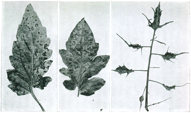 Figure 18.&mdash;Diseases of the tomato. 1. Septoria or leaf spot. 2. Mosaic. 3. Mosaic, filiform.