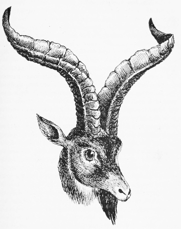 OUR FIRST OLD RAM&mdash;SIERRA DE GREDOS.