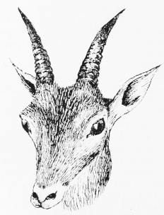 IBEX (FEMALE)&mdash;RISCOS DE VALEDREJO.