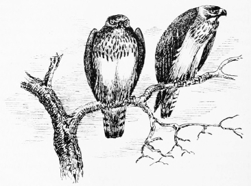 AT ROOST&mdash;SERPENT-EAGLES.