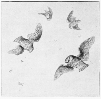 SUMMER EVENING&mdash;OWLS AND MOTHS.