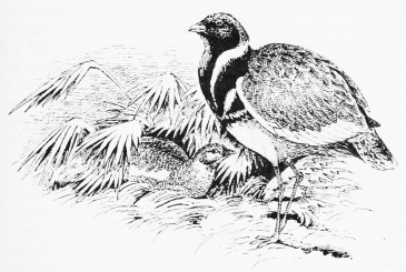 LITTLE BUSTARDS&mdash;MAY.