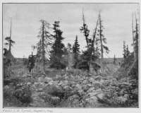Photo: J. B. Tyrrell, August 2, 1893.
GROVE OF SPRUCE BESIDE DUBAWNT RIVER,
WITHIN THE BARREN LANDS