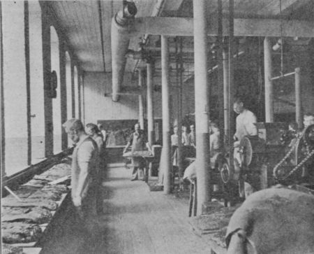 Fig. 43.&mdash;Moulding Cocoa.

(Permission of Walter Baker & Co., Ltd.)