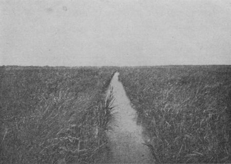 Fig. 22.&mdash;A Rice Field.&mdash;Observe the Canal.