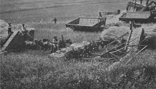 Fig. 3.&mdash;Harvesting Wheat in Southern California.