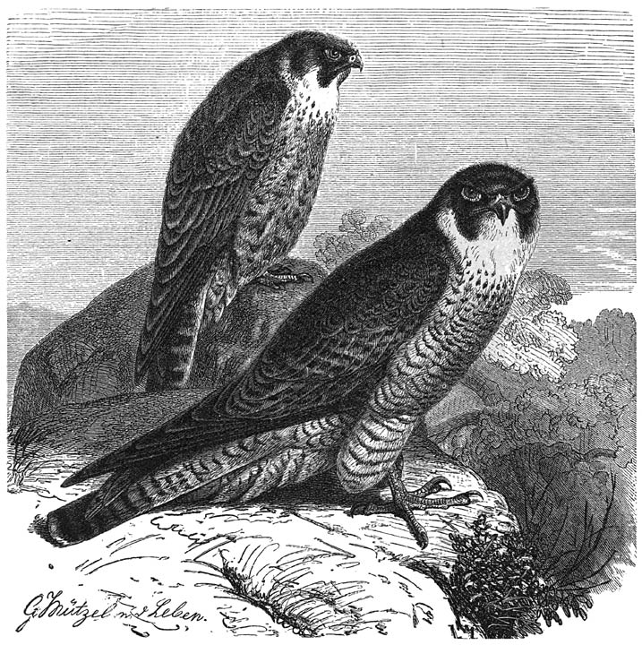 Slechtvalk (Falco peregrinus). &frac14; v. d. ware grootte.