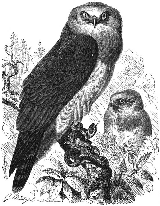 Arendbuizerd (Circa&euml;tus gallicus). &frac14; v. d. ware grootte.