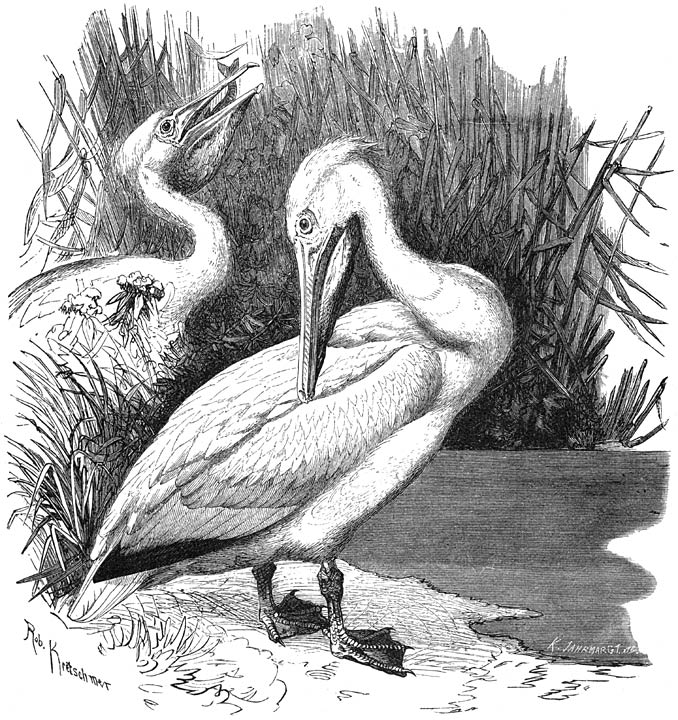 Pelikaan (Pelecanus onocrotalus). ​1&frasl;7​ v. d. ware grootte.