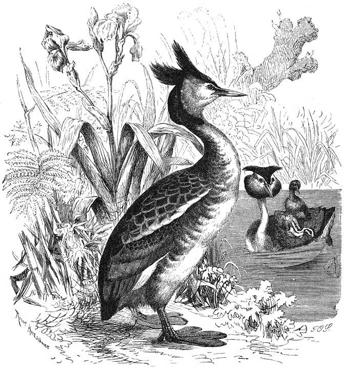 Fuut (Colymbus cristatus). &frac14; v. d. ware grootte.